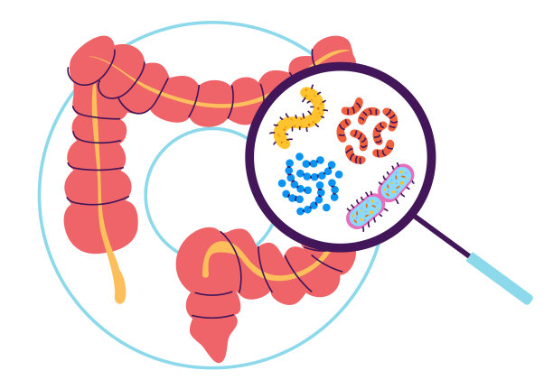 肠诊断信息图腹胃概念。矢量图形设计元素说明图片下载