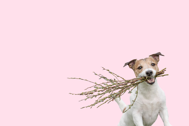 复活节背景与快乐的狗抱在嘴里的花束制成的小猫柳枝柳絮图片下载