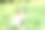 戴着防蜱项圈的狗安全地走在春花丛中。图片下载