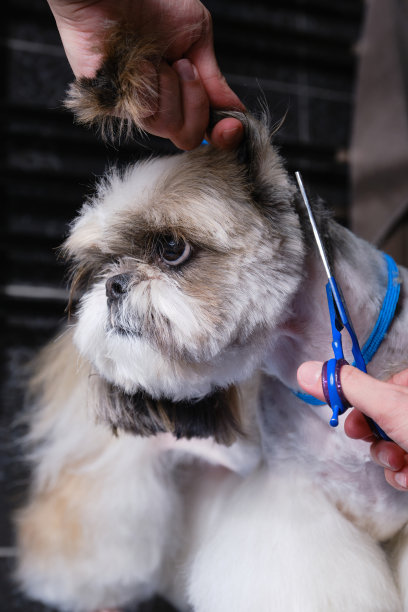用剪刀梳理宠物。修剪狗毛。图片下载