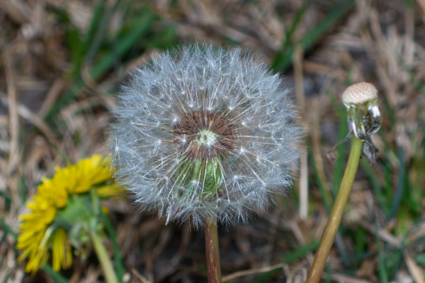 蒲公英图片下载
