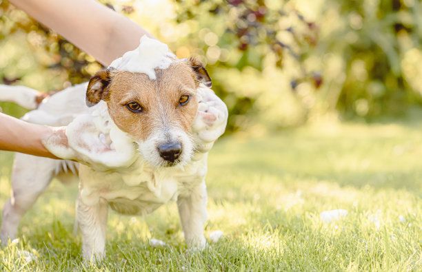 在一个温暖的春天阳光明媚的日子里，一个女人在花园里清洗她的宠物狗图片下载