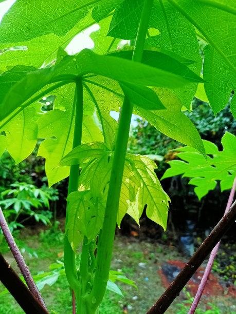 照片背景木瓜水果图片下载