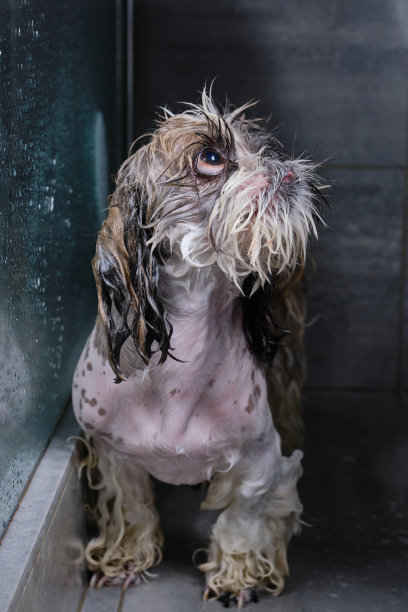 湿西施狗。宠物护理。图片下载