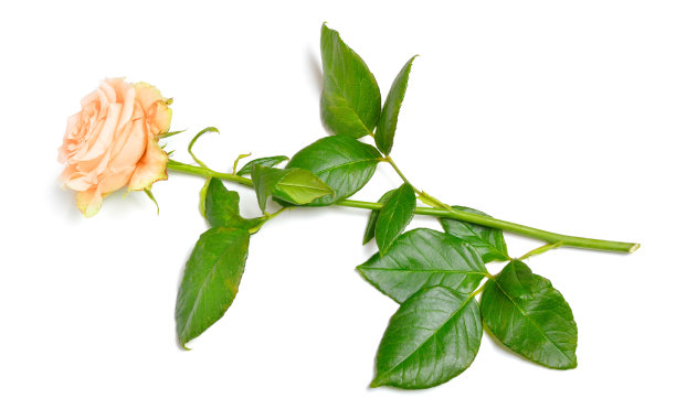 浅粉色或鲑鱼红色。孤立在白色背景上。全领域图片下载