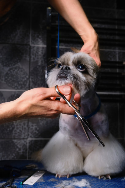 修剪狗毛。宠物护理。用剪刀梳理宠物。图片下载