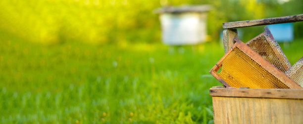 养蜂人的工具。对于养蜂人来说，与蜜蜂打交道是最重要的。吸烟者，一个数字，一个盒子。大自然中的养蜂场。蜂蜜生产。蜜蜂。天然健康蜂蜜。图片下载