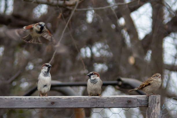 小鸟也加入了图片下载