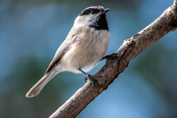 山雀栖息在树枝上图片下载