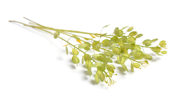 Thlaspi arvense，俗称田芥。隔离在白色上图片下载