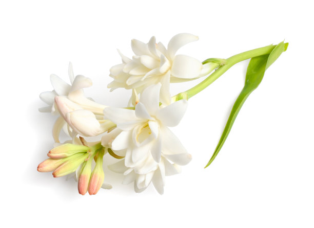 龙舌兰，以前小块茎或小块茎。孤立在白色背景上。全领域。图片下载