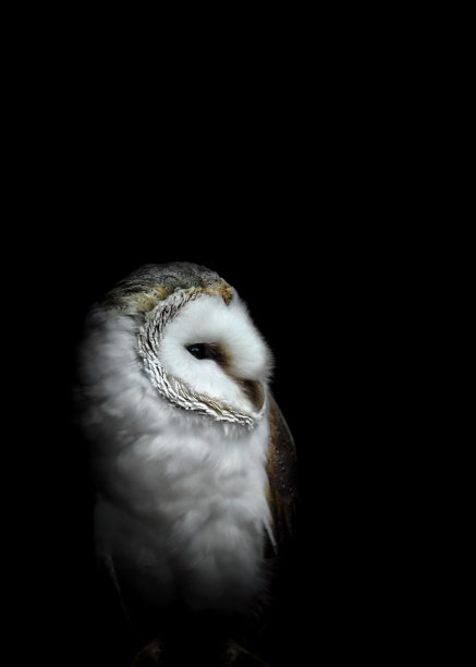 谷仓猫头鹰（泰托阿尔巴）图片下载