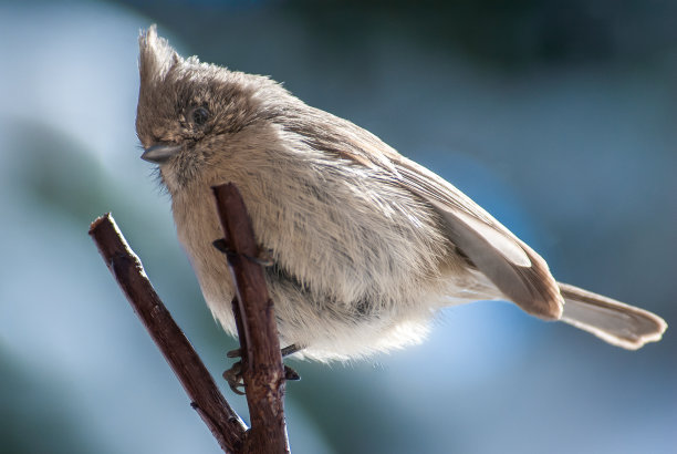 Juniper山雀图片下载