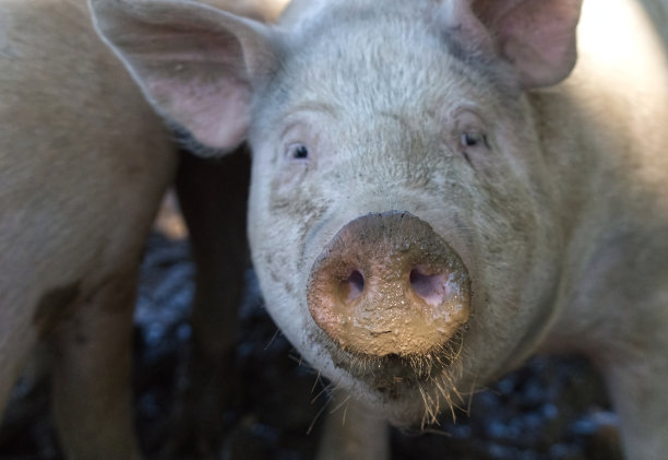 猪泥泞的鼻子，特写图片下载