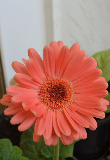 非洲菊是菊科植物的一个属。非洲菊通常也被称为非洲雏菊。多年生草本植物。长毛。用作装饰性的花园植物或切花图片下载