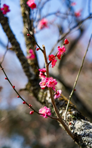 蓝天映衬下八荷天满谷梅林的红白梅花(东京国立市)图片下载