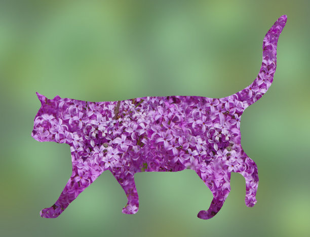 由紫丁香花制成的猫剪影。图片下载