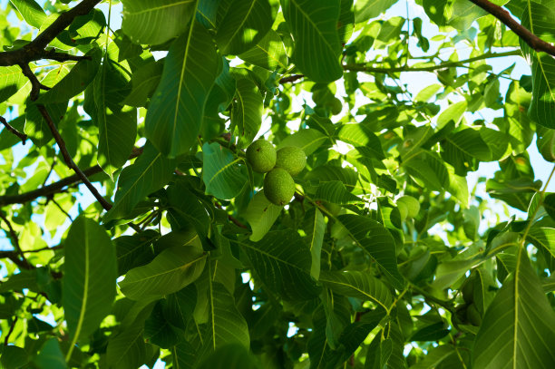 核桃熟在树上，特写镜头图片下载