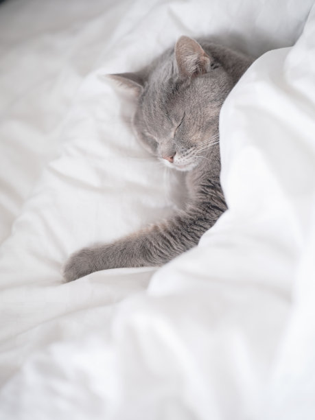 睡觉的猫图片下载