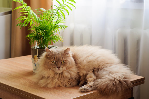 一只毛茸茸的猫躺在靠窗的桌子上，看着摄像机，柔和的光线透过窗帘图片下载