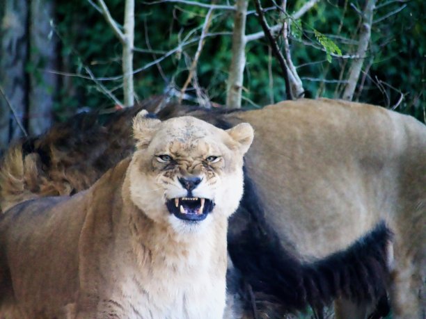 愤怒的母狮咆哮图片下载