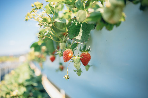 有机农场的草莓植株上挂着成熟的草莓图片下载