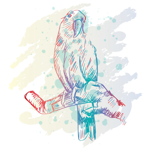 折衷鹦鹉的素描图片下载