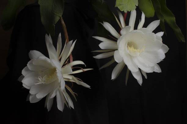 wijaya kusuma花或昙花，在晚上盛开图片下载