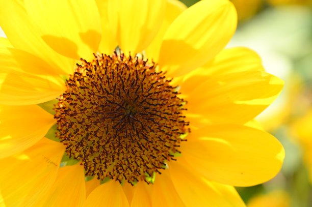 花园里美丽的向日葵，特写花图片下载