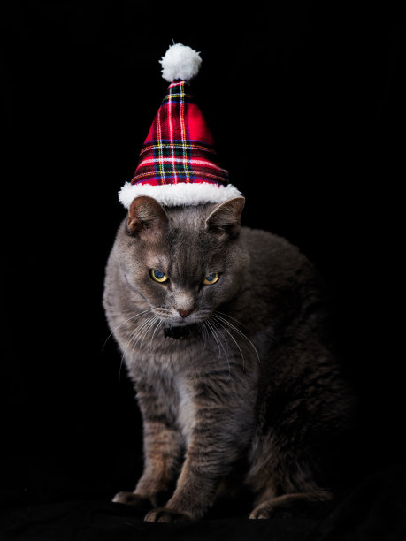 圣诞猫版图片下载