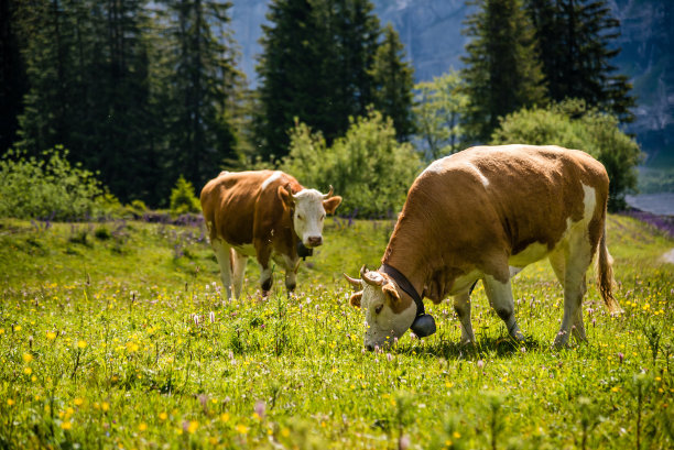 瑞士草饲奶牛图片下载