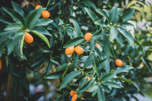 金桔树枝图片下载