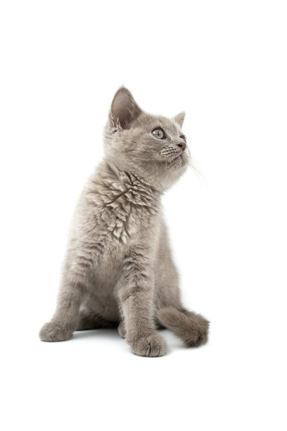 英国小猫坐在白色背景前。图片下载