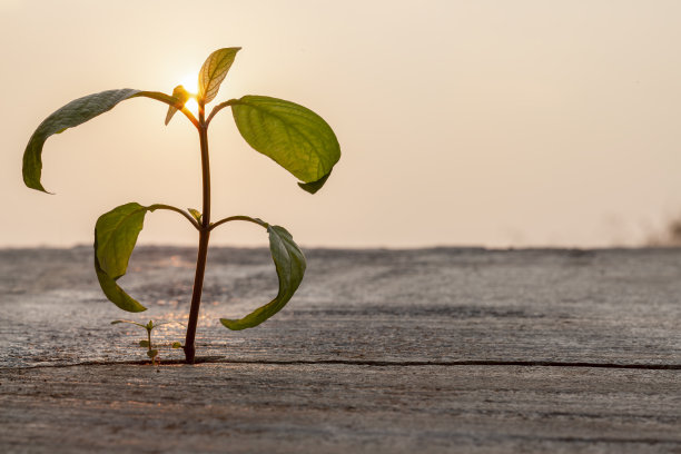 混凝土人行道的裂缝中生长着幼苗。征服逆境的理念。图片下载