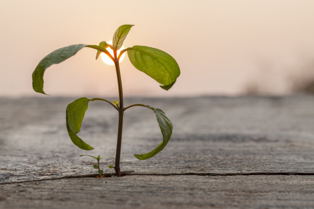 混凝土人行道的裂缝中生长着幼苗。征服逆境的理念。图片下载