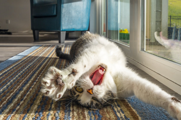 一只躺在地毯上的虎斑猫躺在落地窗前伸懒腰打呵欠，让阳光照进房间。图片下载