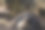 在笼子里找蚂蚁吃的食蚁者的选择性焦点。图片下载