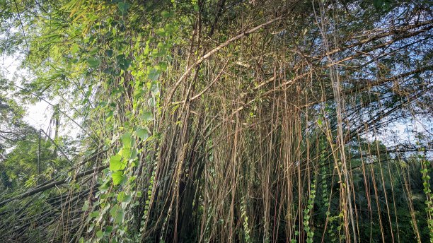 一束藤蔓和长枝的竹树，生长在亚洲印度尼西亚邦卡岛的热带雨林附近图片下载