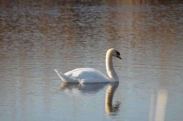 特写白天鹅漂浮在涟漪湖与反射图片下载