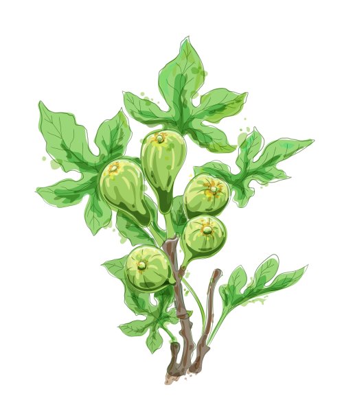 彩色无花果树枝水彩素描图片下载