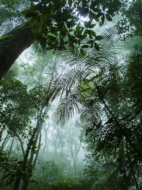 蒂茹卡森林图片下载