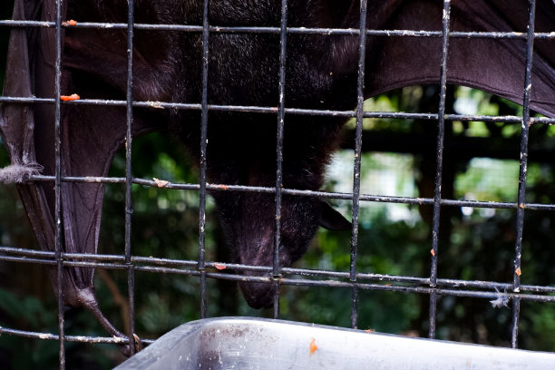 在铁笼附近睡觉的蝙蝠选择性聚焦。图片下载
