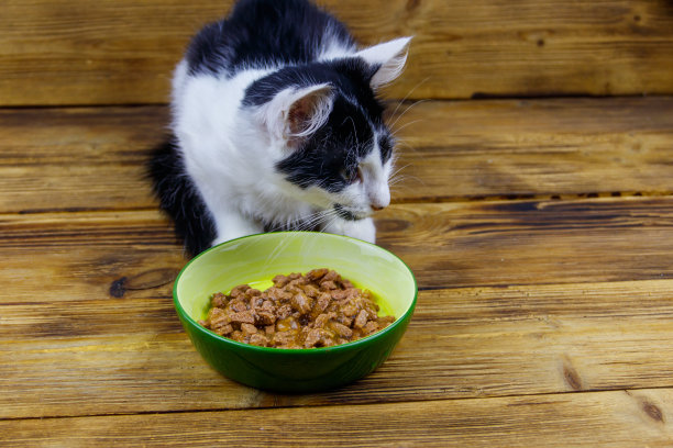 小猫在木地板上从陶瓷碗里吃东西图片下载