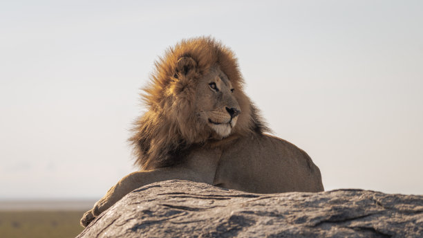 非洲的一头野生雄狮躺在一块岩石上。图片下载