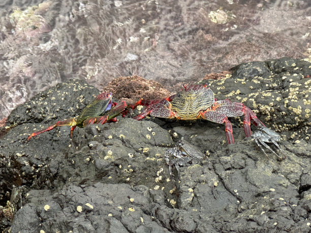 葡萄牙马德拉岛上的大西洋岩蟹(Grapsus adscensionis)特写图片下载