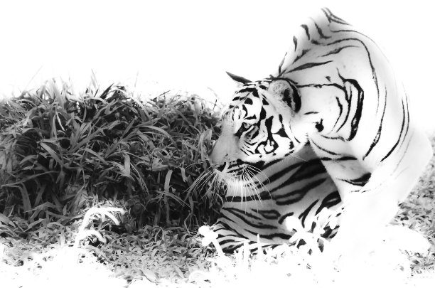 孟加拉虎图片下载