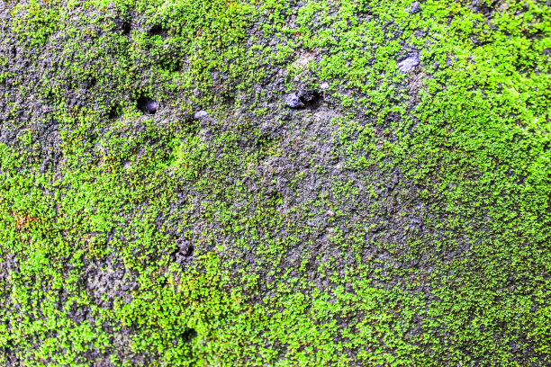 岩石上生长着绿色苔藓的纹理图片下载
