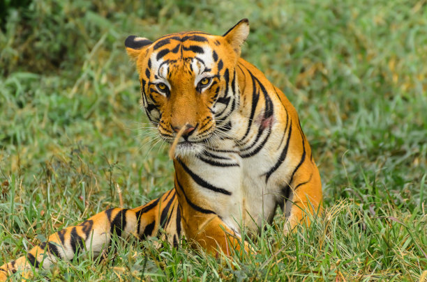 孟加拉虎图片下载