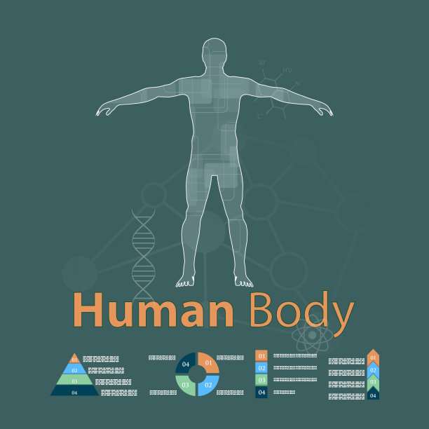 信息图人体解剖学。概念健康，医学。图片下载