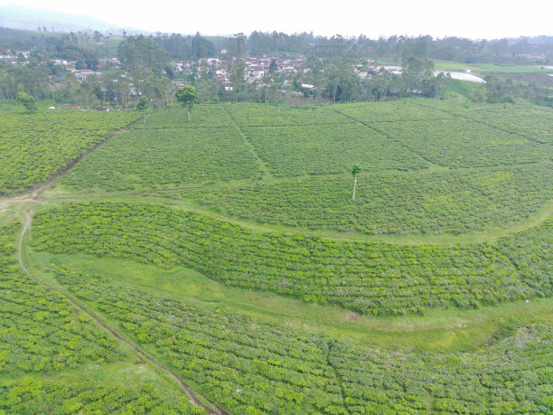 鸟瞰图的美丽图案的茶田。自然景观照片概念。图片下载